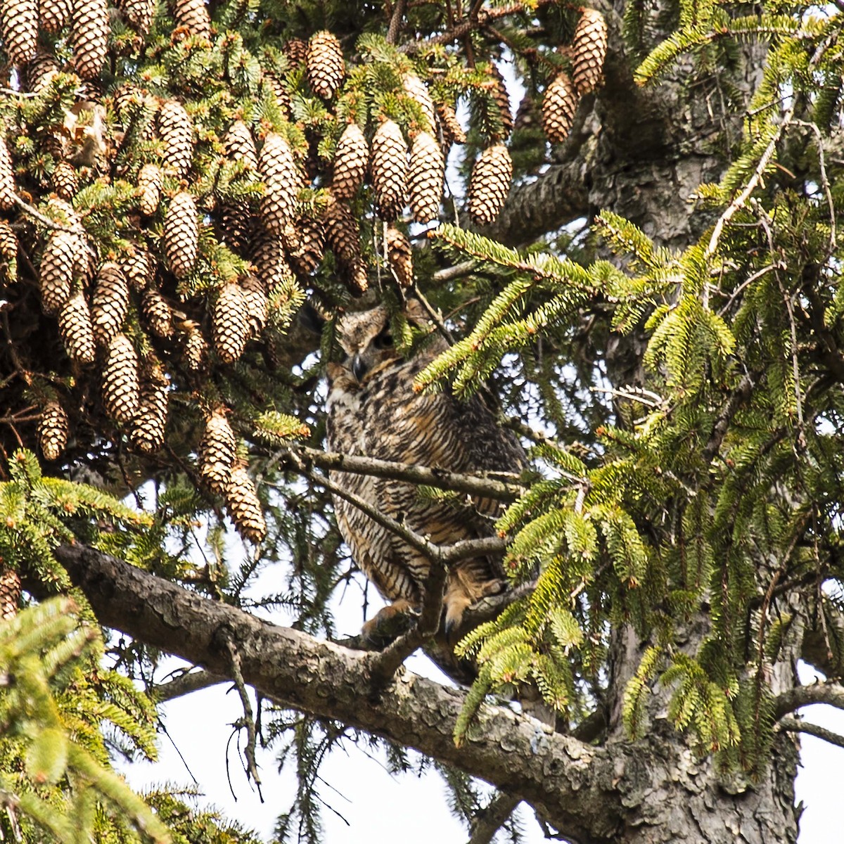 Great Horned Owl - ML437889741