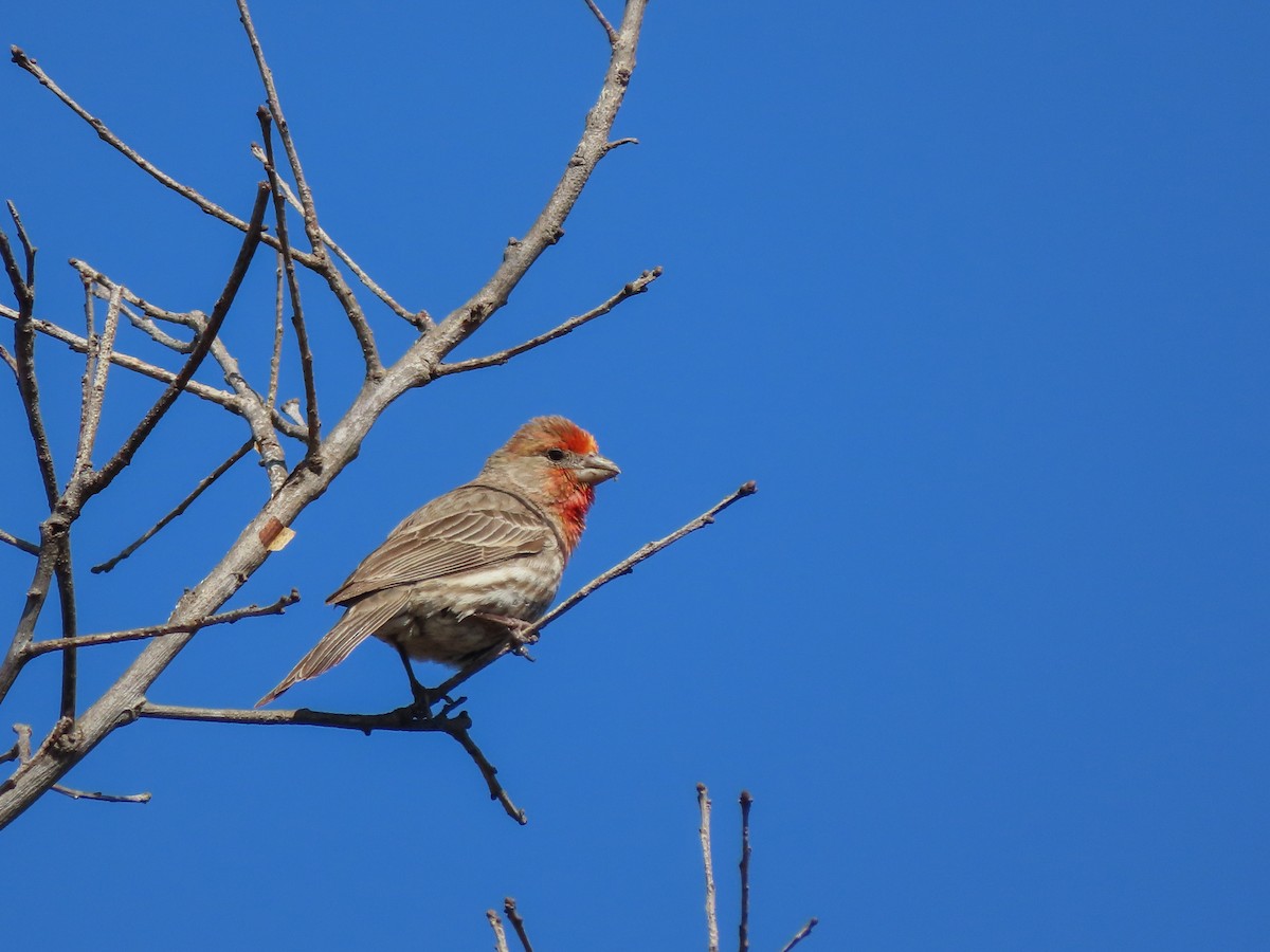 House Finch - ML437889971