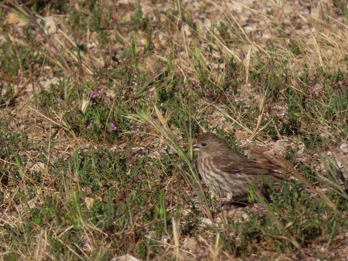 House Finch - ML437890051