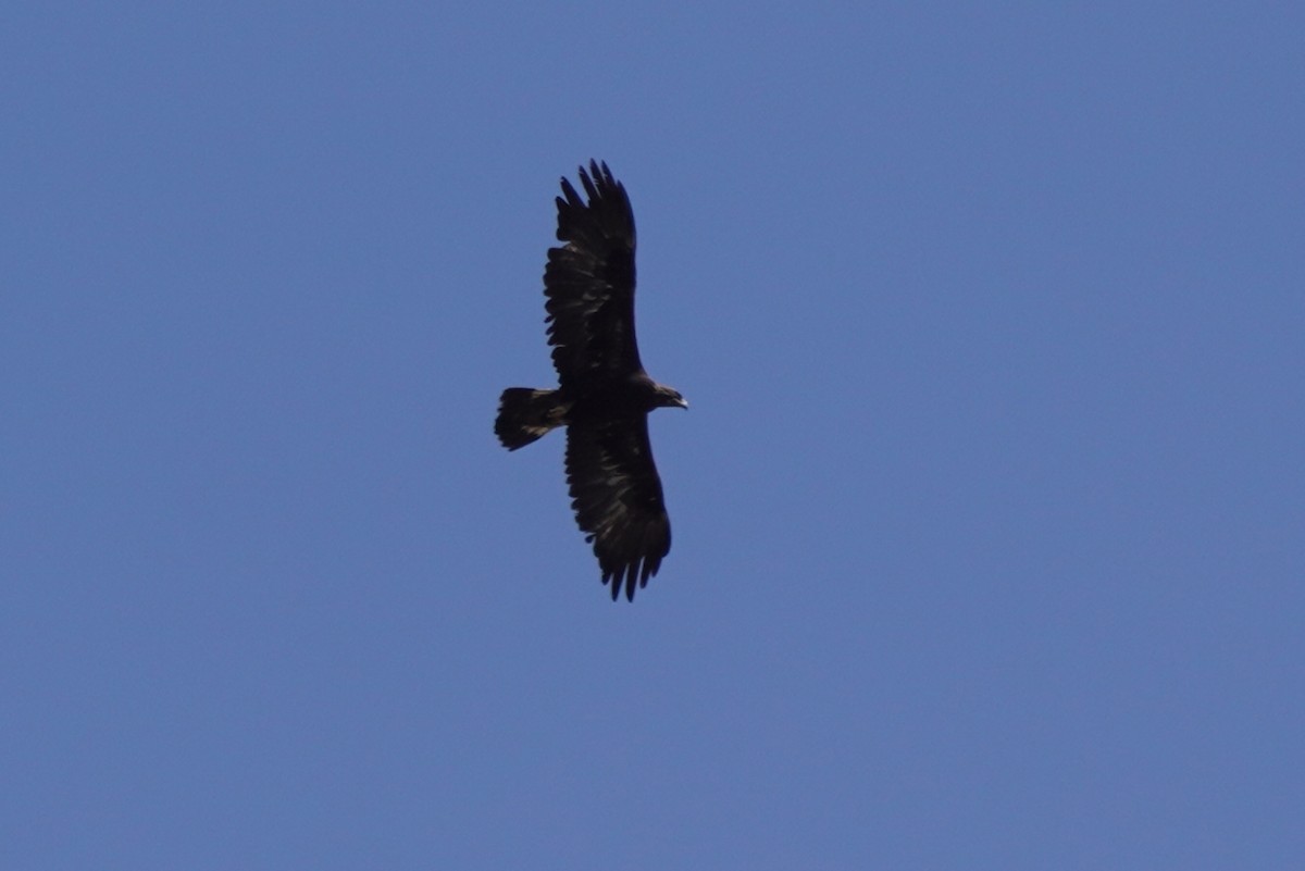 Águila Real - ML437890641