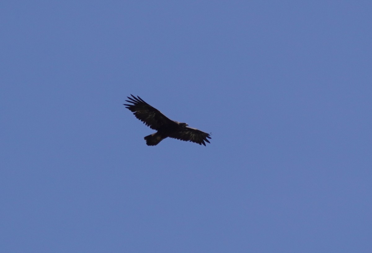 Golden Eagle - ML437890651