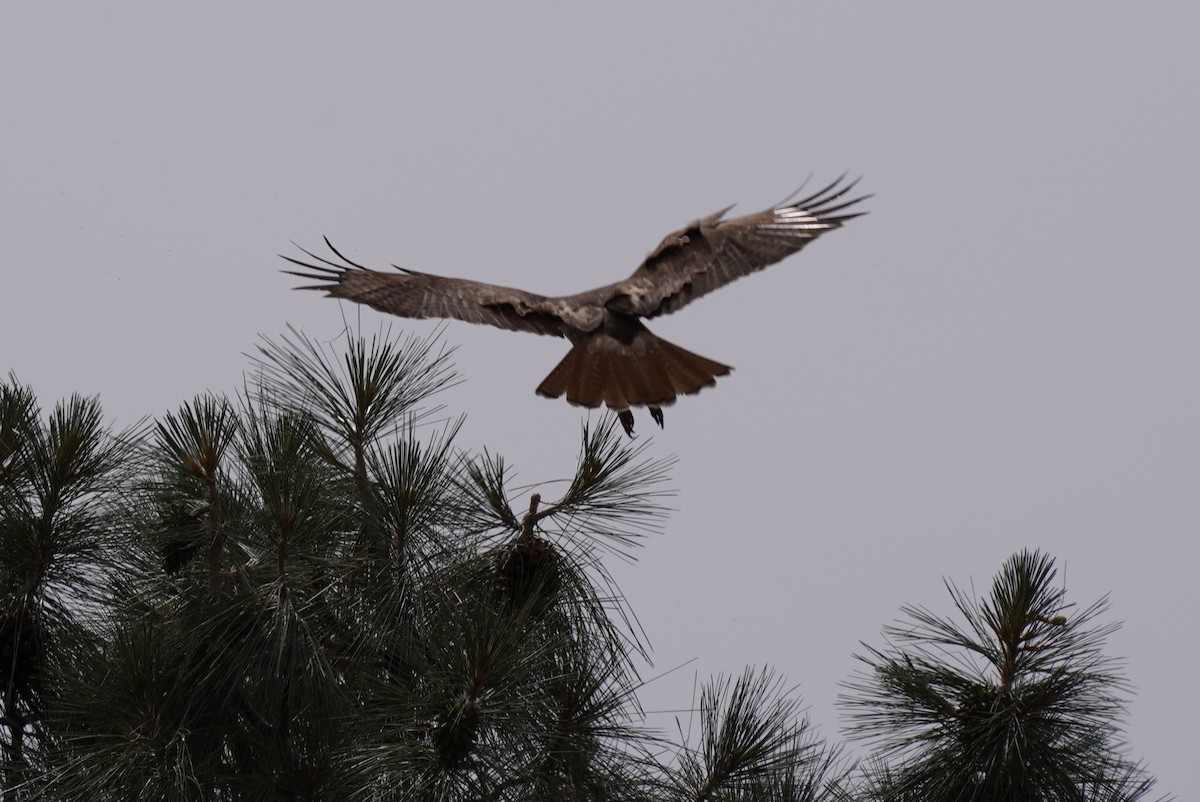 Rotschwanzbussard - ML437890741