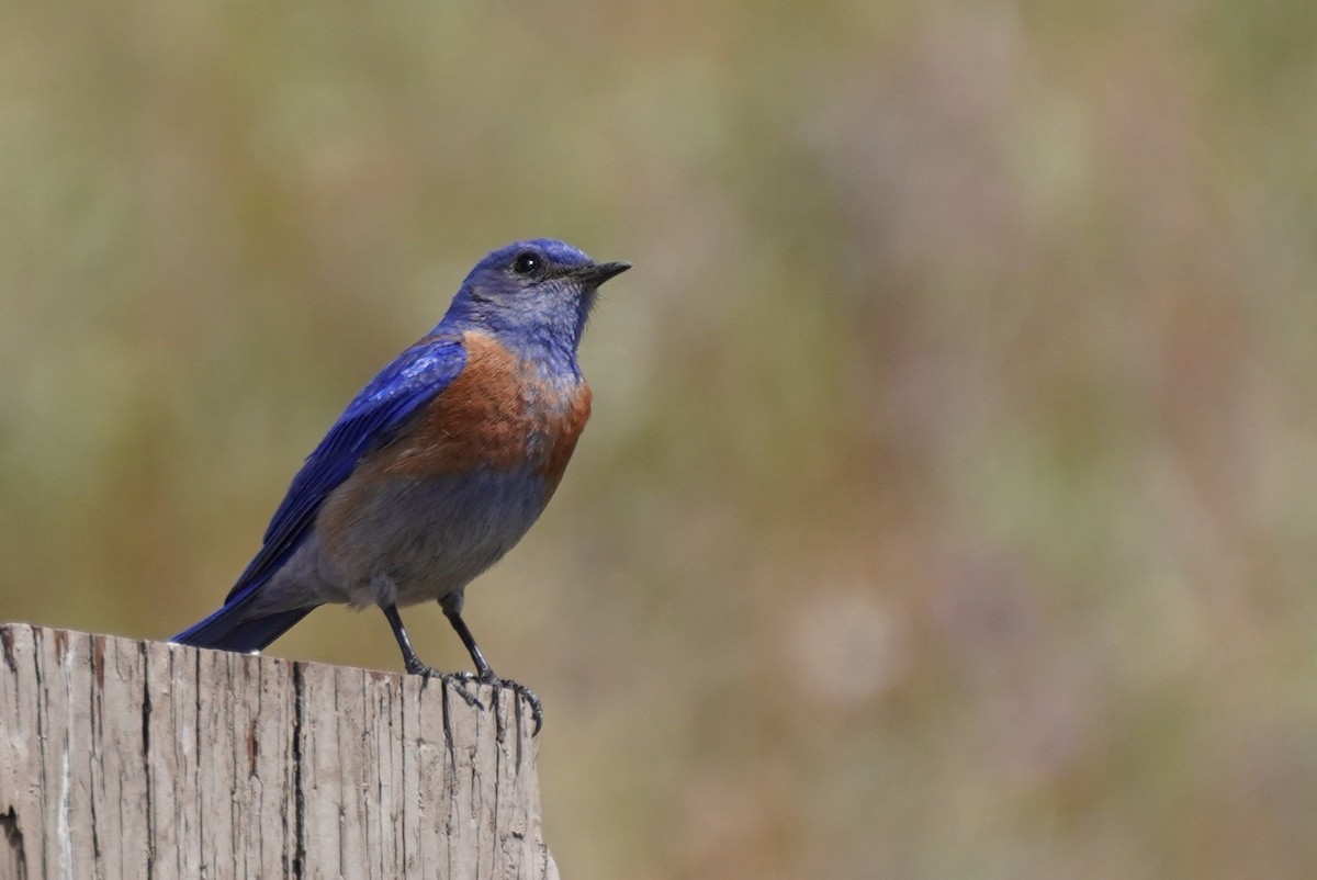 Western Bluebird - ML437890881