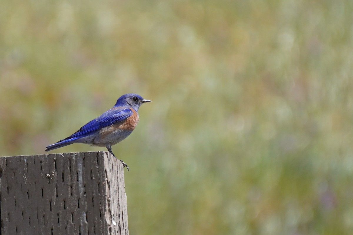 Western Bluebird - ML437890891