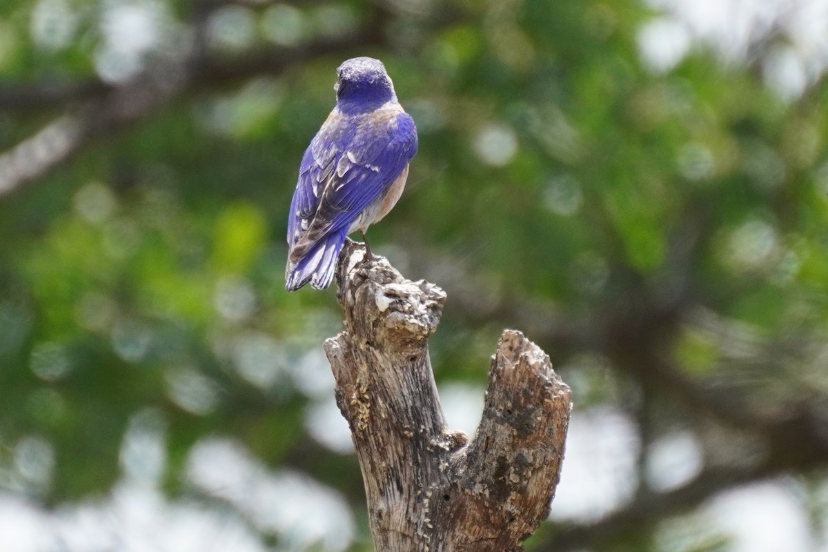 Western Bluebird - ML437890901