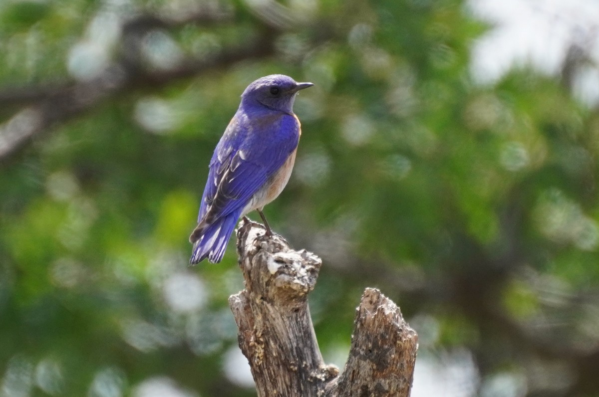 Western Bluebird - Amber Zertuche