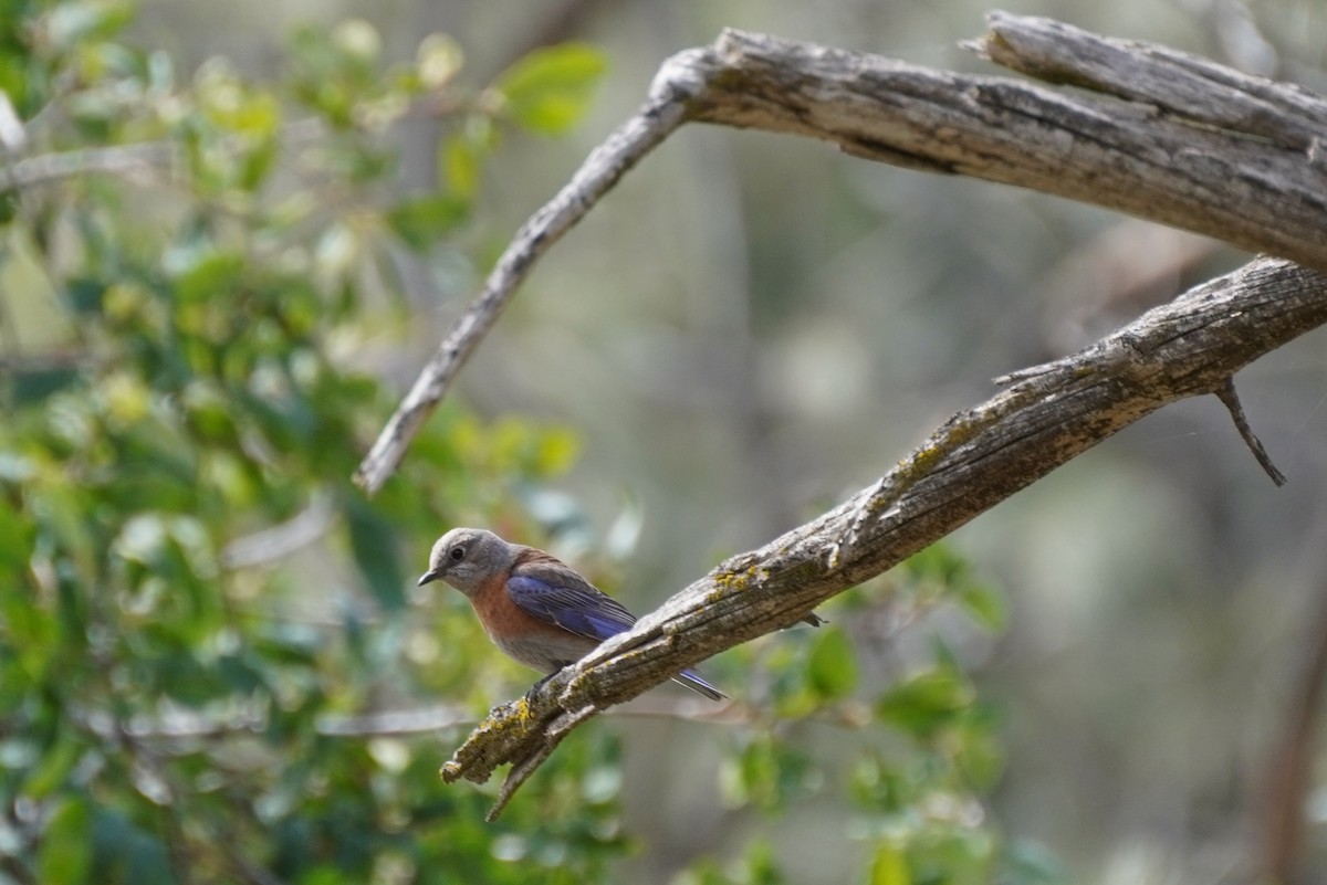 Western Bluebird - ML437890931