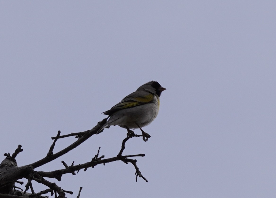 Lawrence's Goldfinch - ML437891041