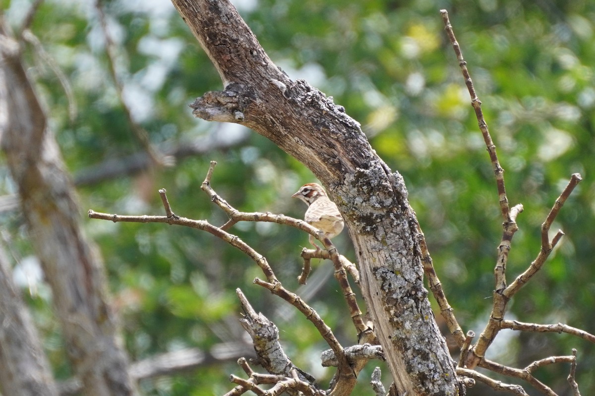 Lark Sparrow - ML437891221