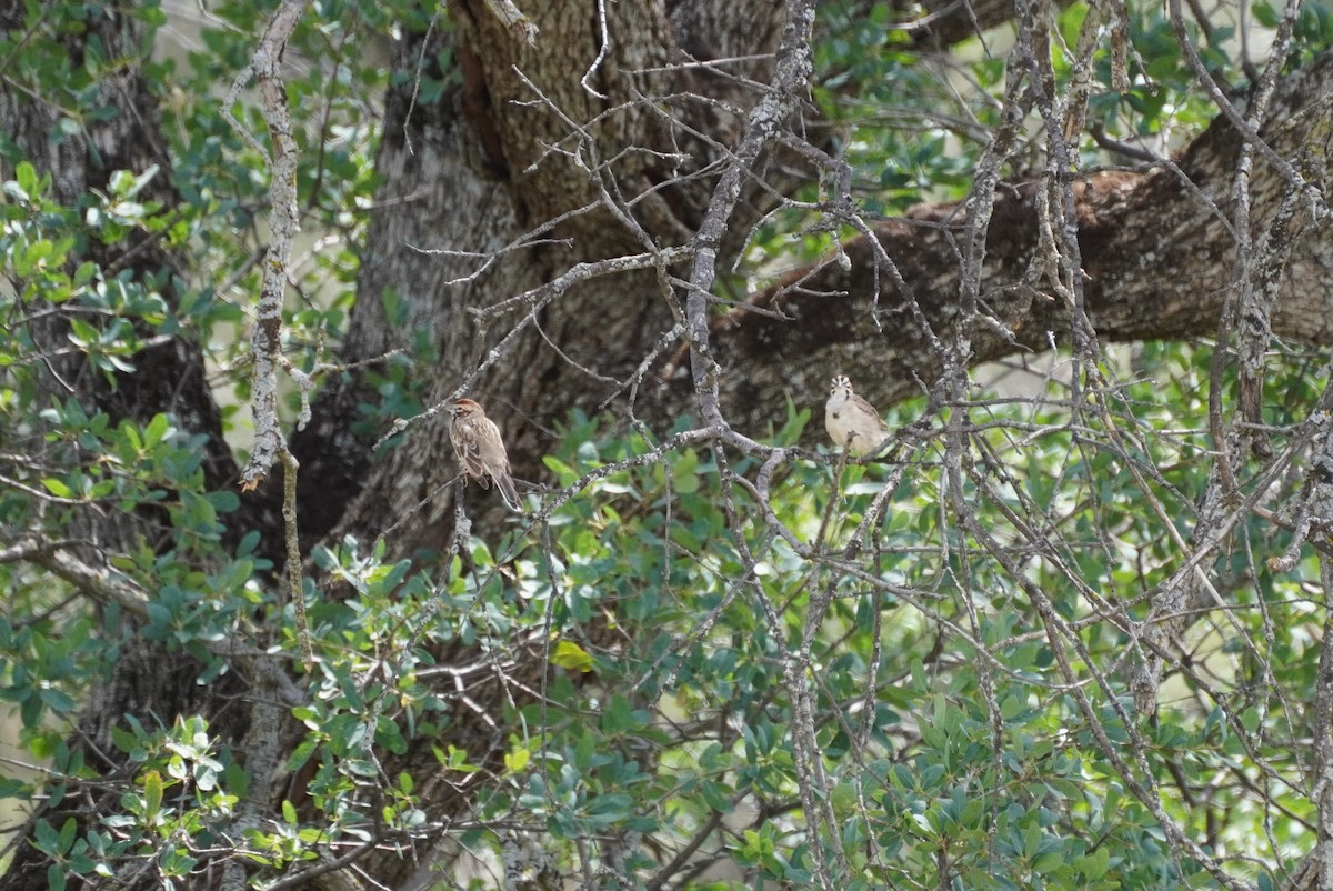 Lark Sparrow - ML437891261