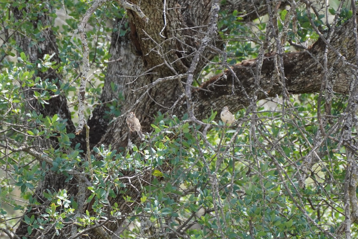 Lark Sparrow - ML437891271