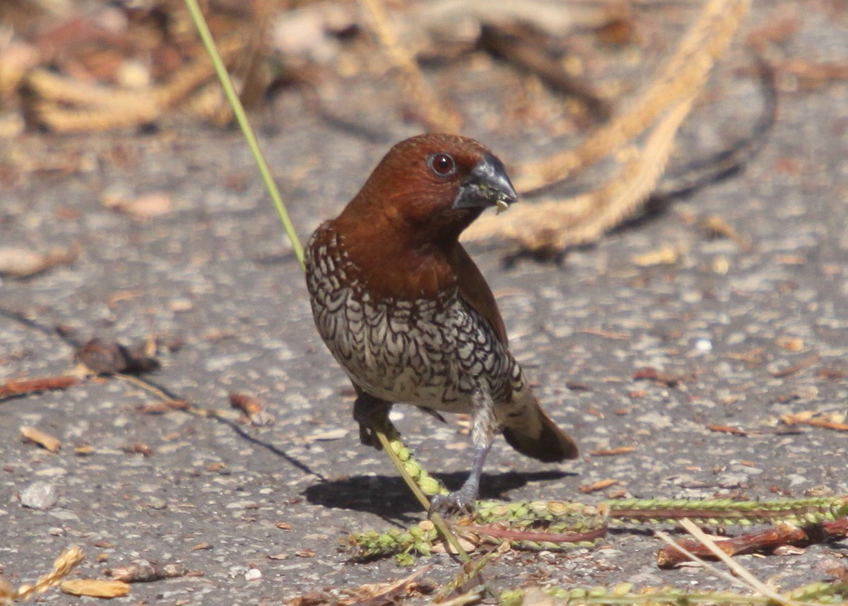 Scaly-breasted Munia - Gary Maschmeyer