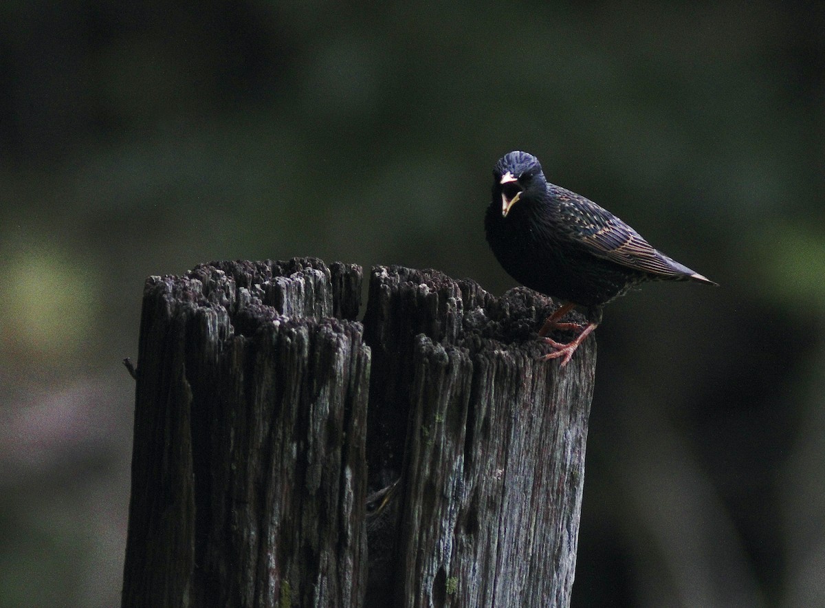 European Starling - ML437893111