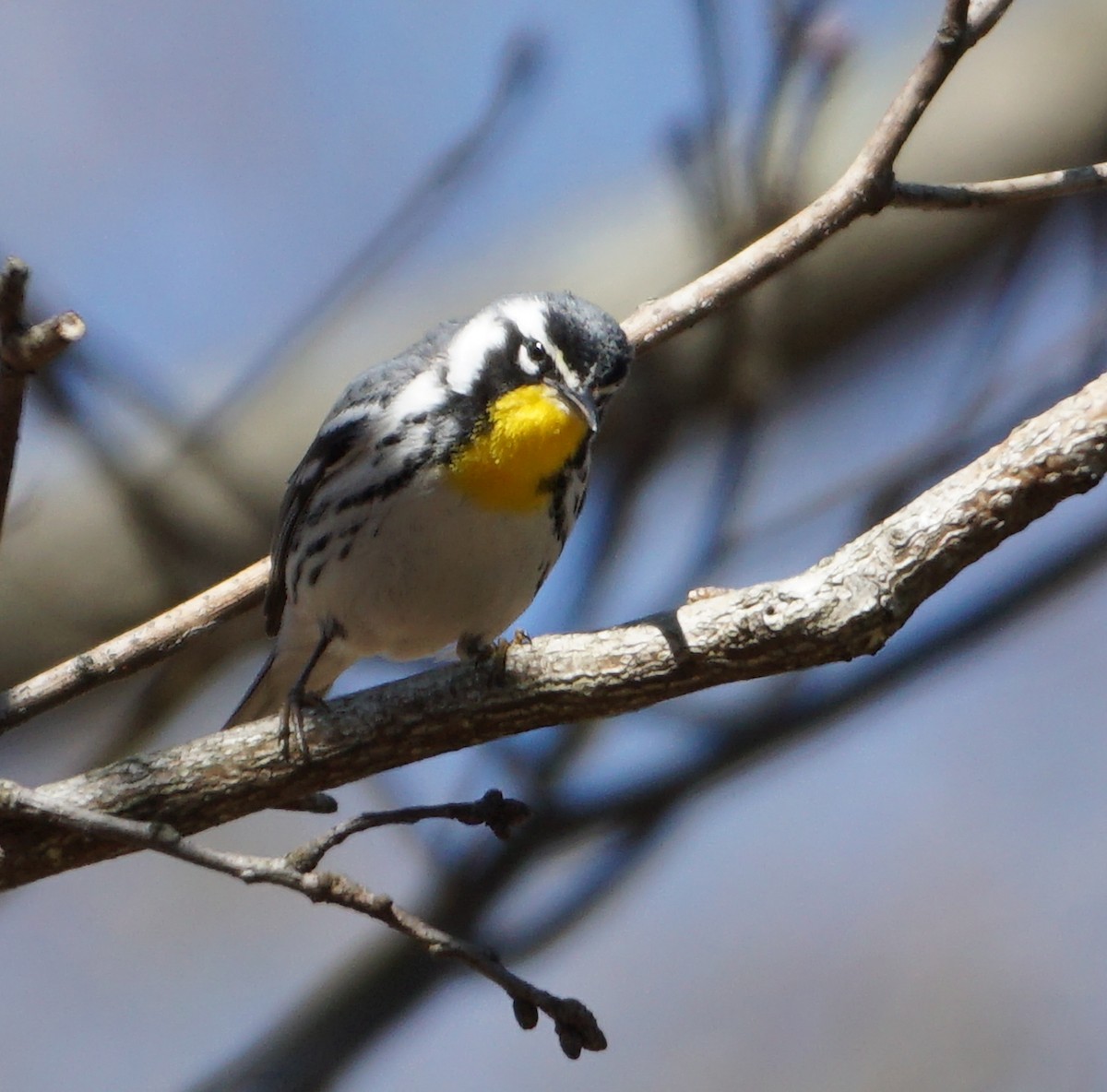 Yellow-throated Warbler - ML437893981