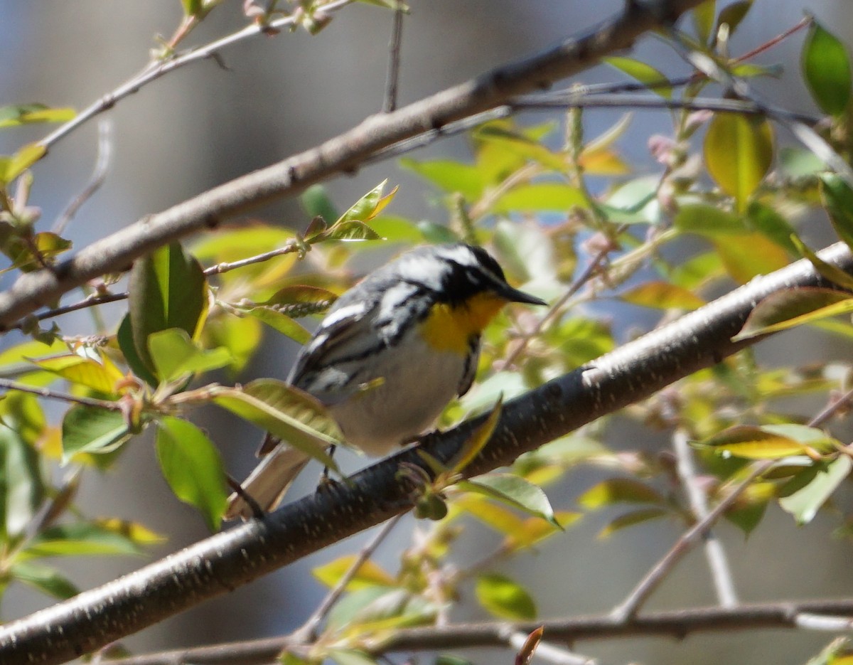 Yellow-throated Warbler - ML437894031