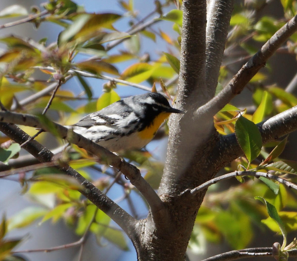 Yellow-throated Warbler - ML437894041