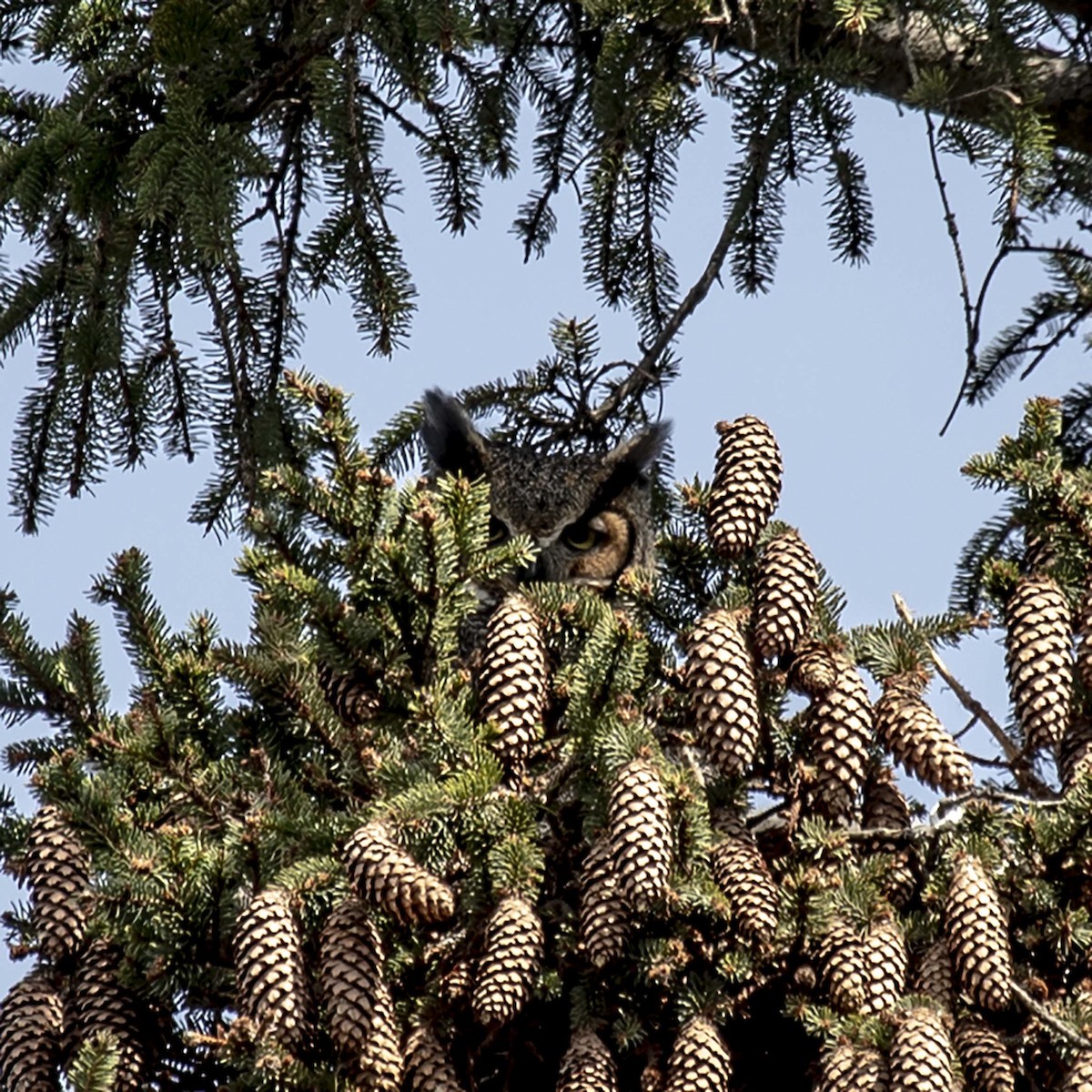 Great Horned Owl - ML437894381