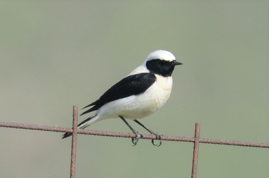 Eastern Black-eared Wheatear - ML437894951