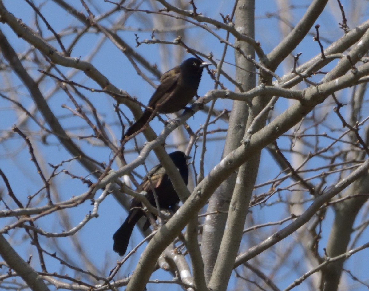 Common Grackle - ML437897191