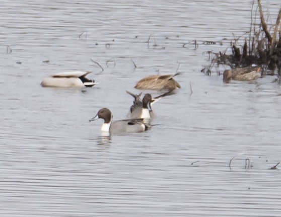 Northern Pintail - ML43790001