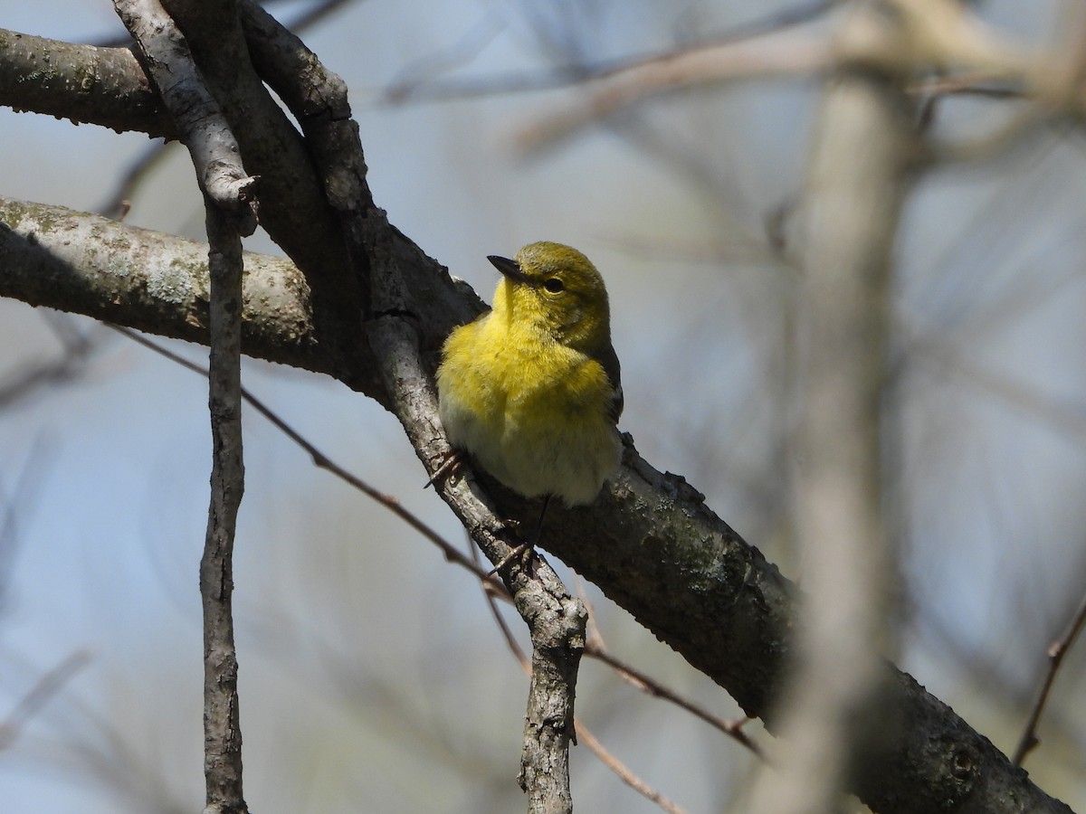 Pine Warbler - ML437901431