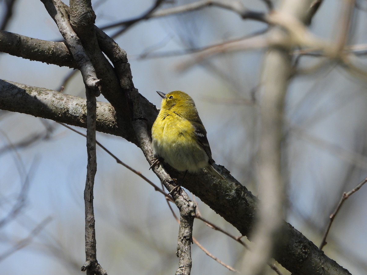 Pine Warbler - ML437901581