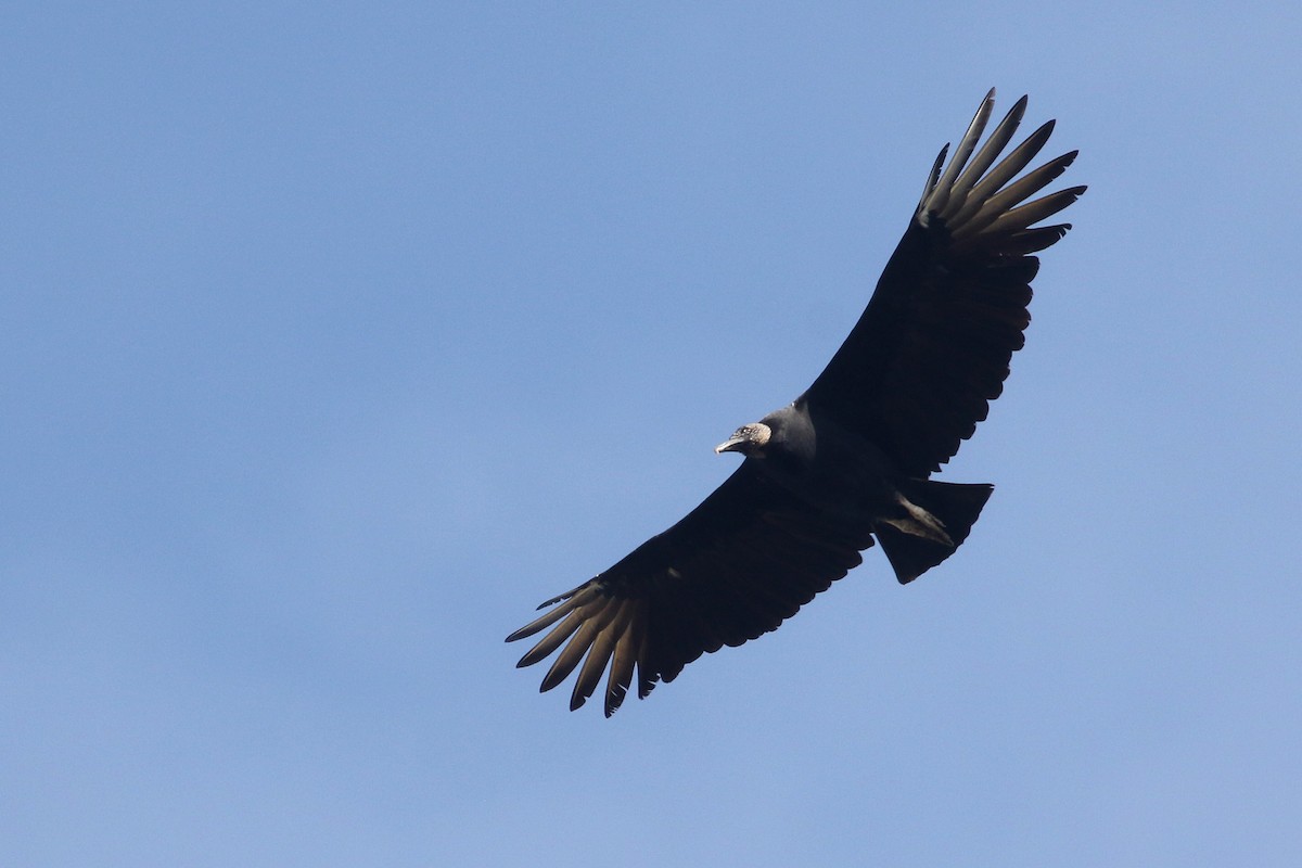 Black Vulture - Daniel Branch