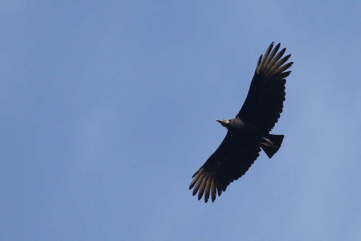 Black Vulture - ML437901831