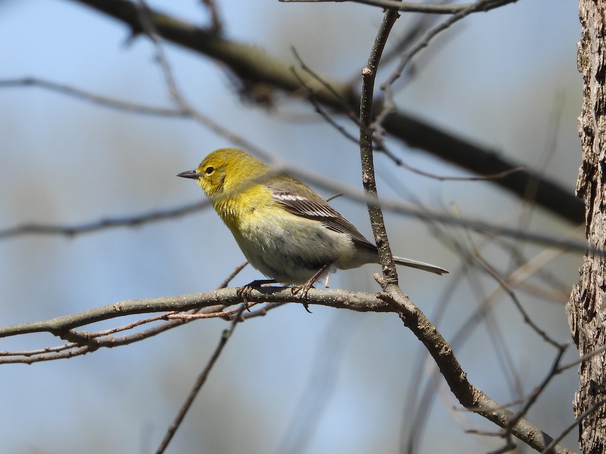 Pine Warbler - Benjamin  Miller