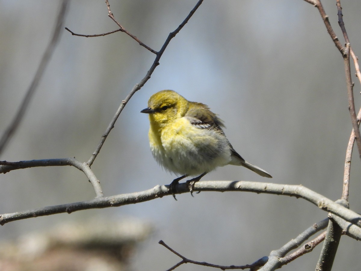 Pine Warbler - ML437902201