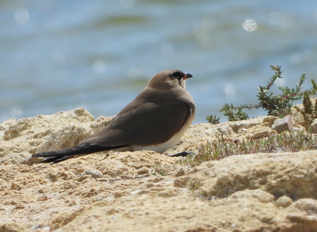 Rotflügel-Brachschwalbe - ML437902471