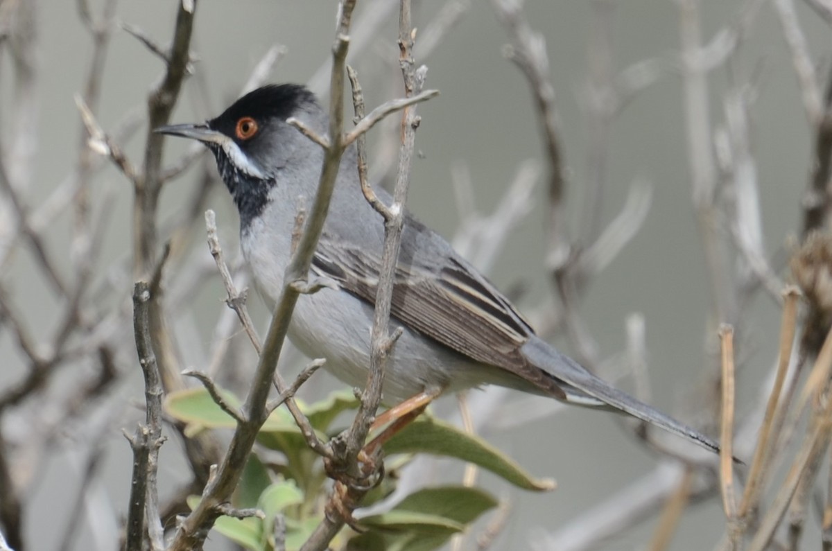 Rüppell's Warbler - ML437904481