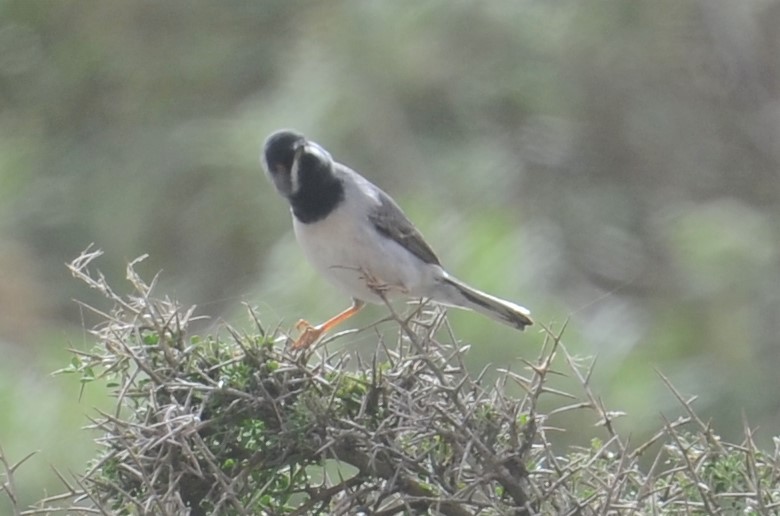 Rüppell's Warbler - ML437904501