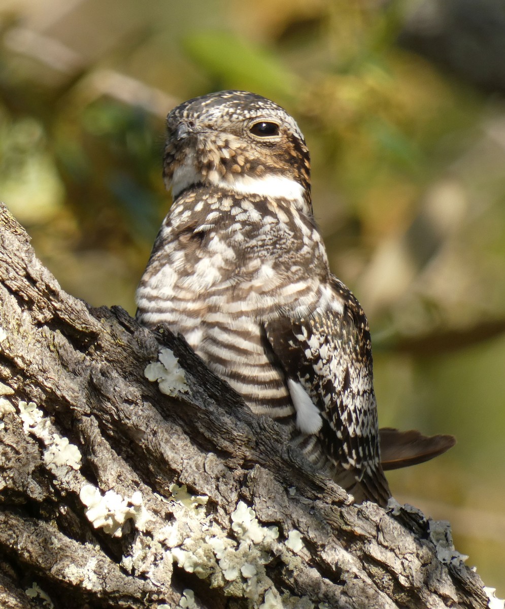 Common Nighthawk - Jim Mott