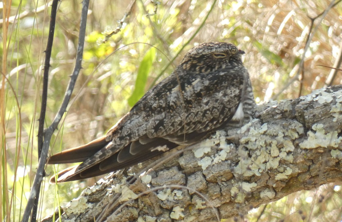 Common Nighthawk - Jim Mott