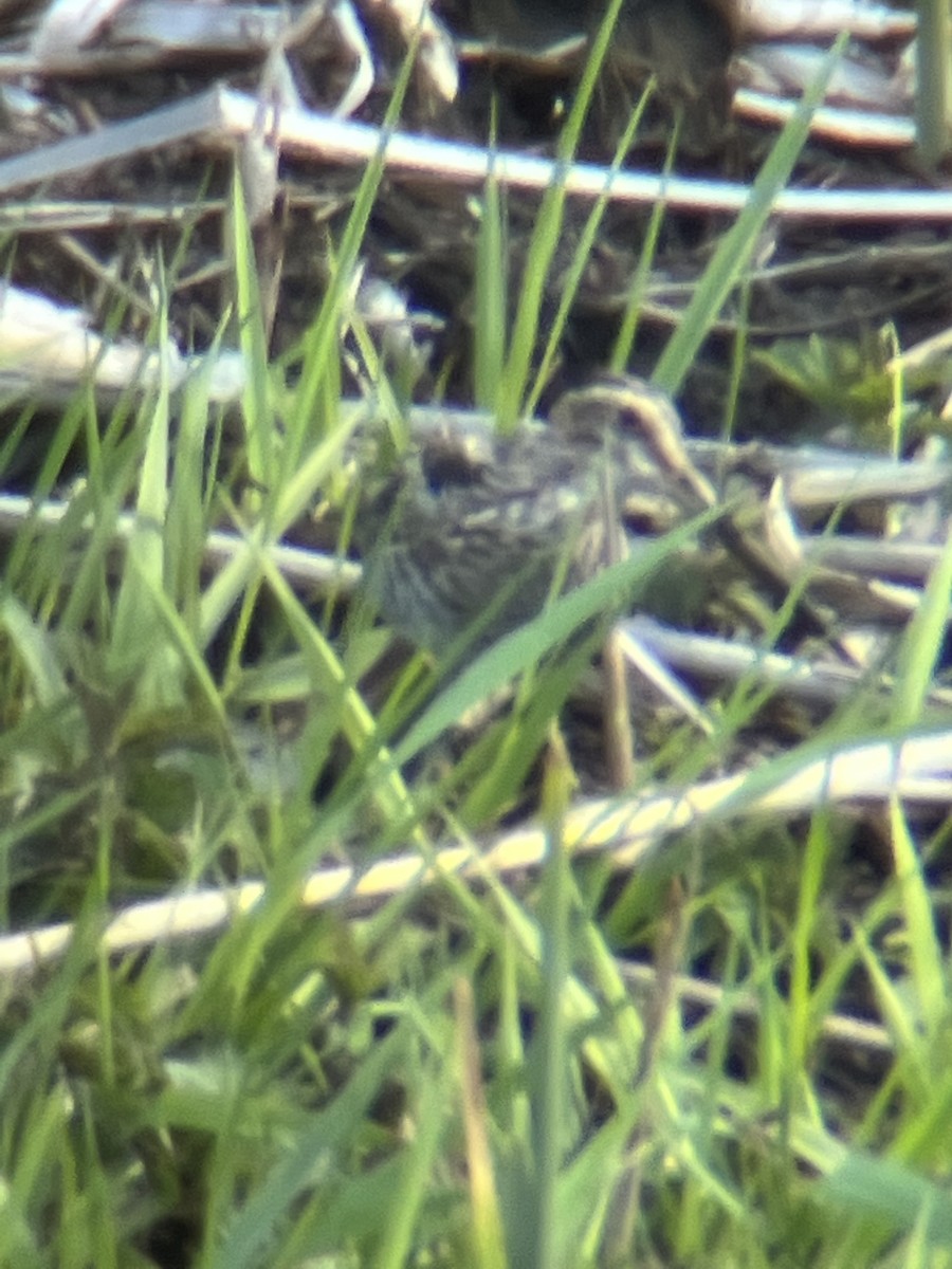 Wilson's Snipe - ML437909901