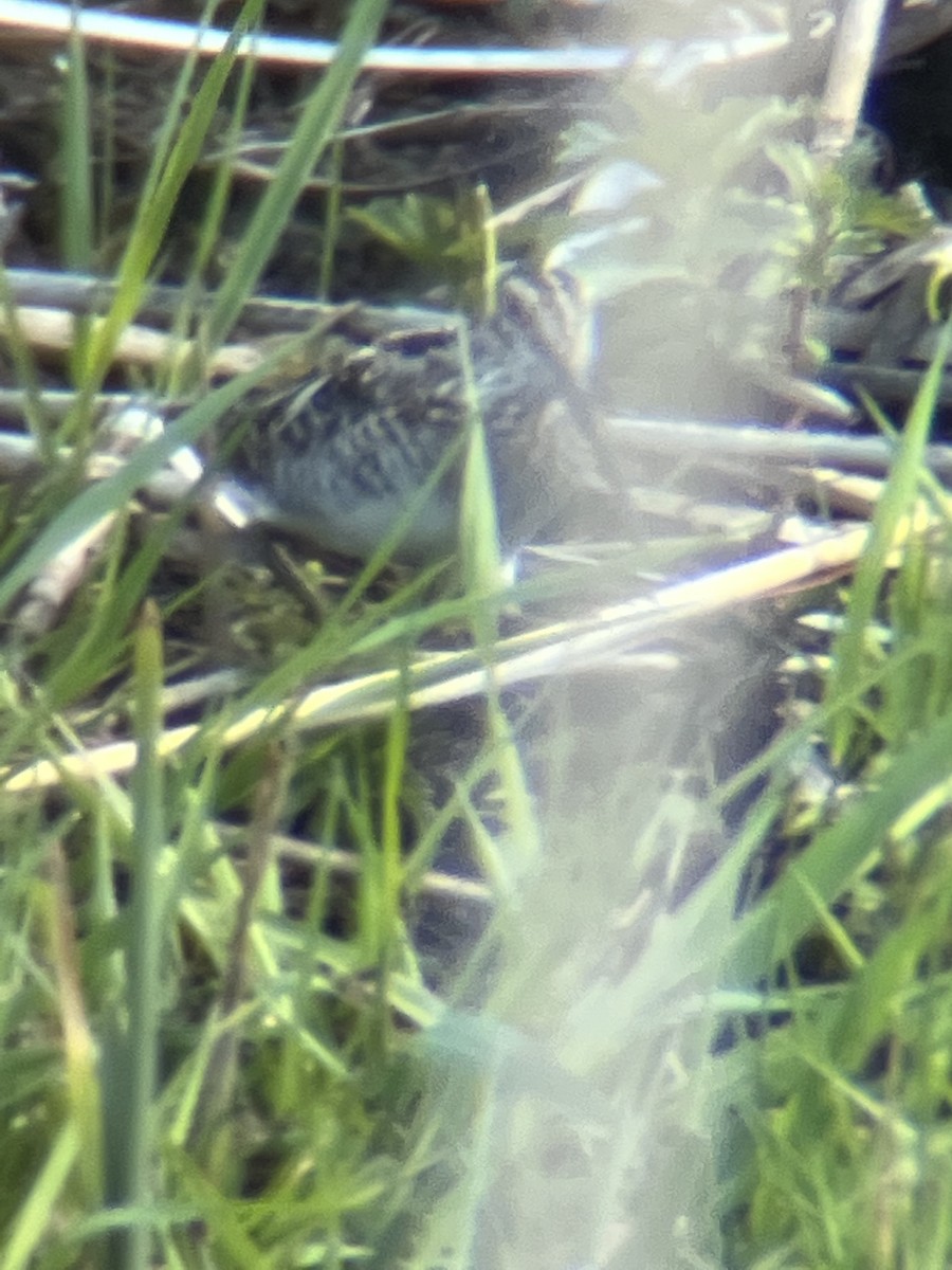 Wilson's Snipe - ML437909941