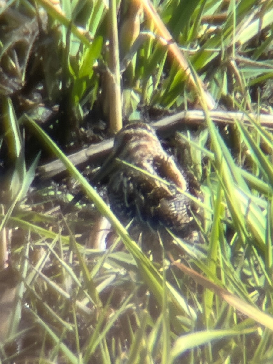 Wilson's Snipe - ML437910031