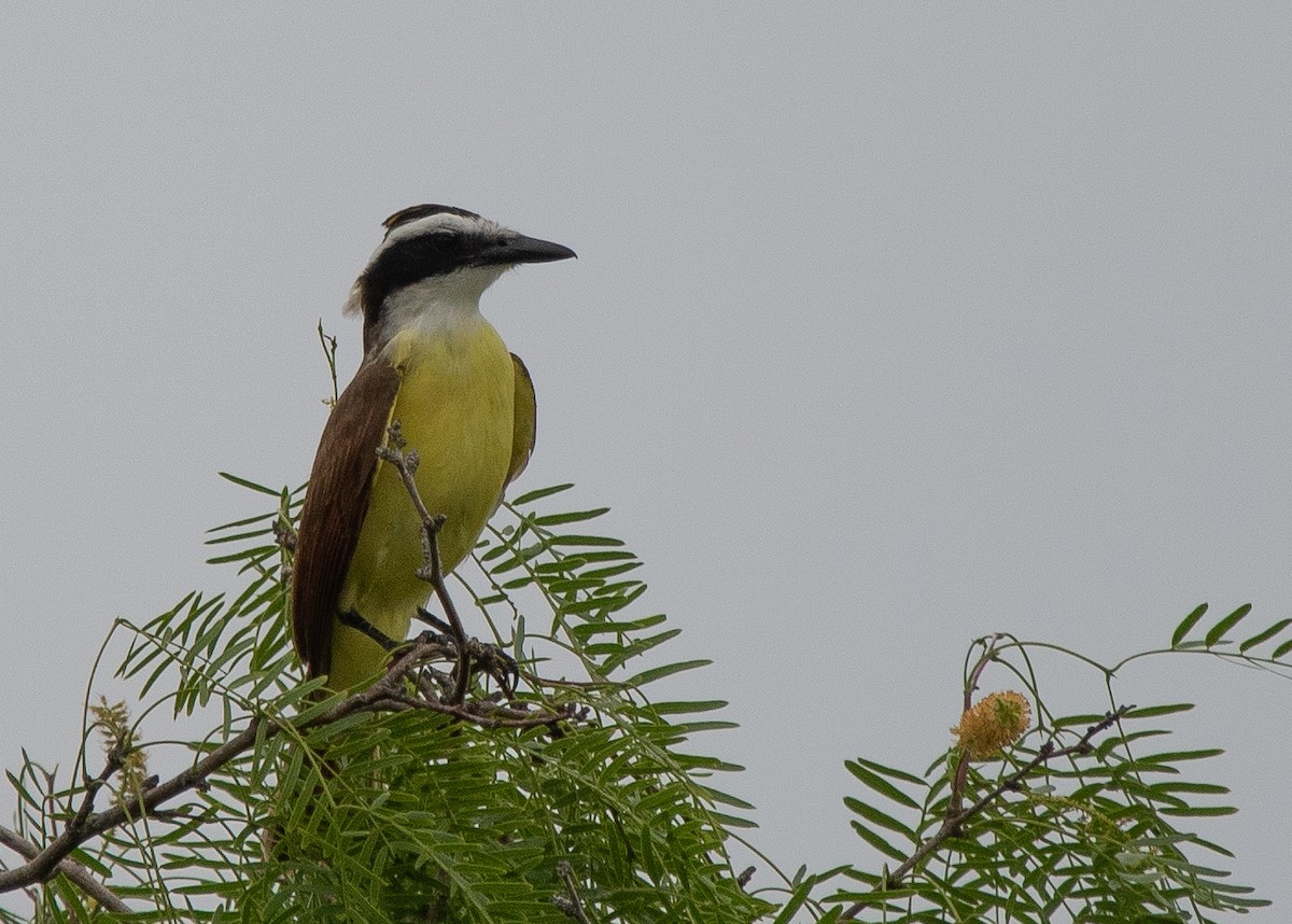 Great Kiskadee - ML437910811