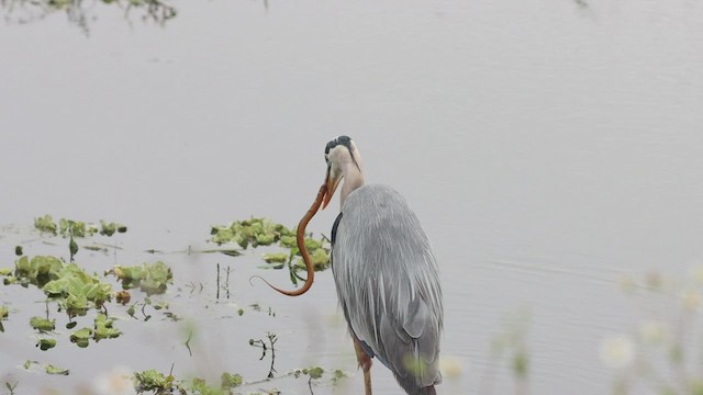 Great Blue Heron - ML437911011