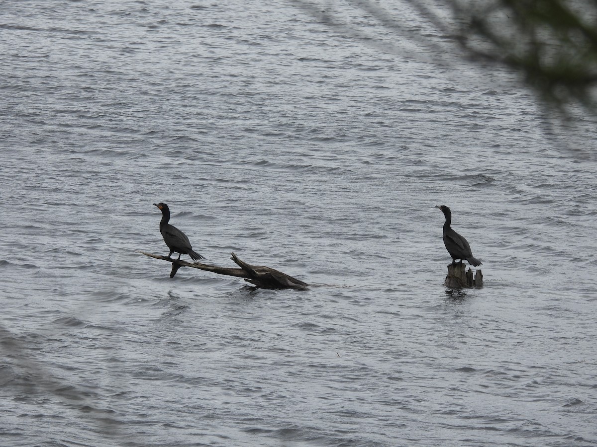 Double-crested Cormorant - ML437911041