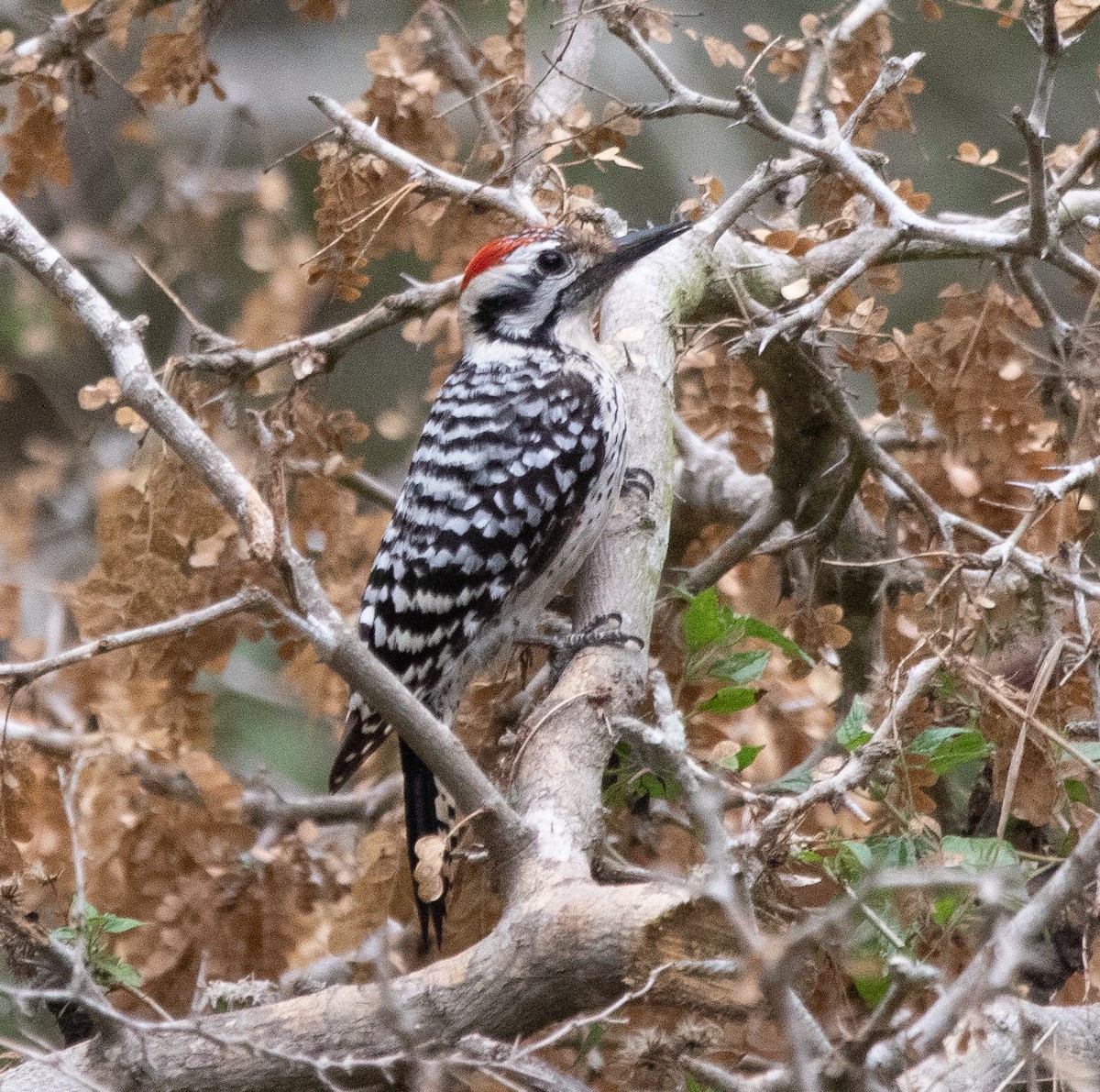 Ladder-backed Woodpecker - ML437911121