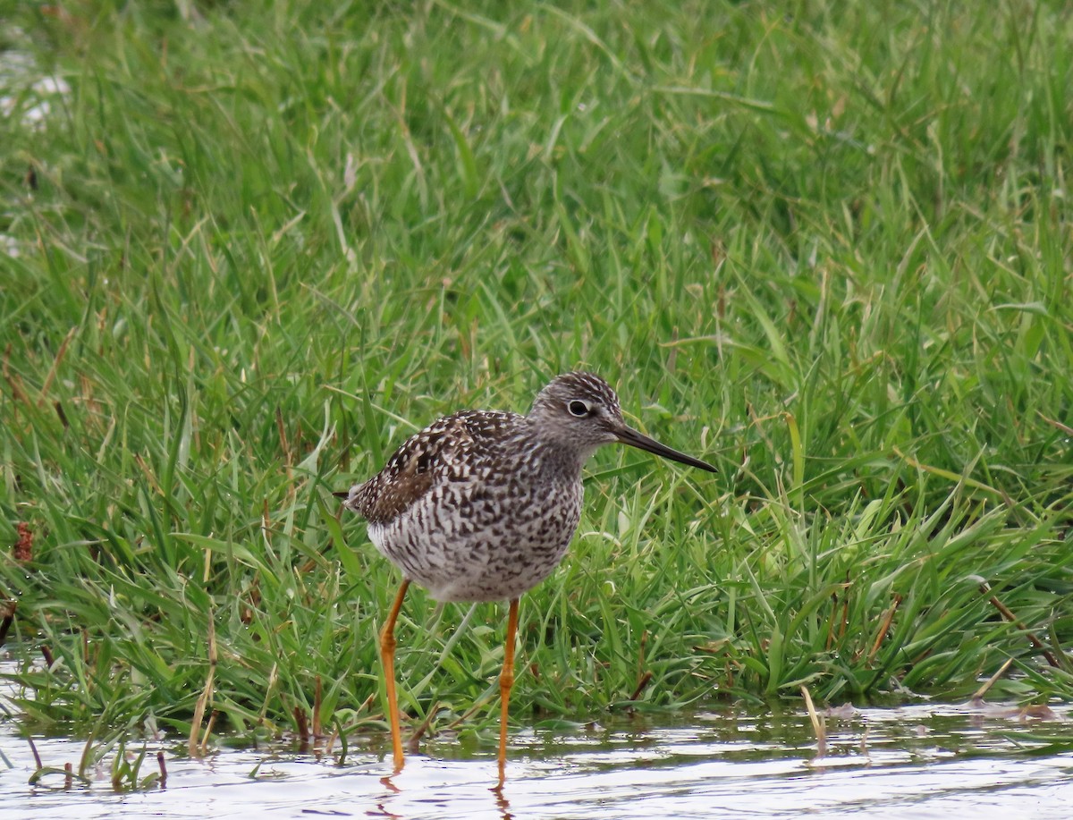 Greater Yellowlegs - ML437912451