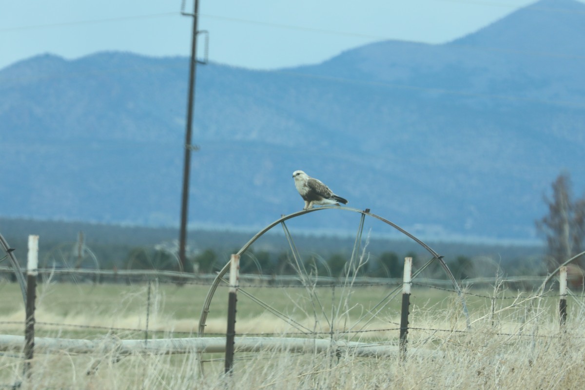 Rough-legged Hawk - Chuck Gates