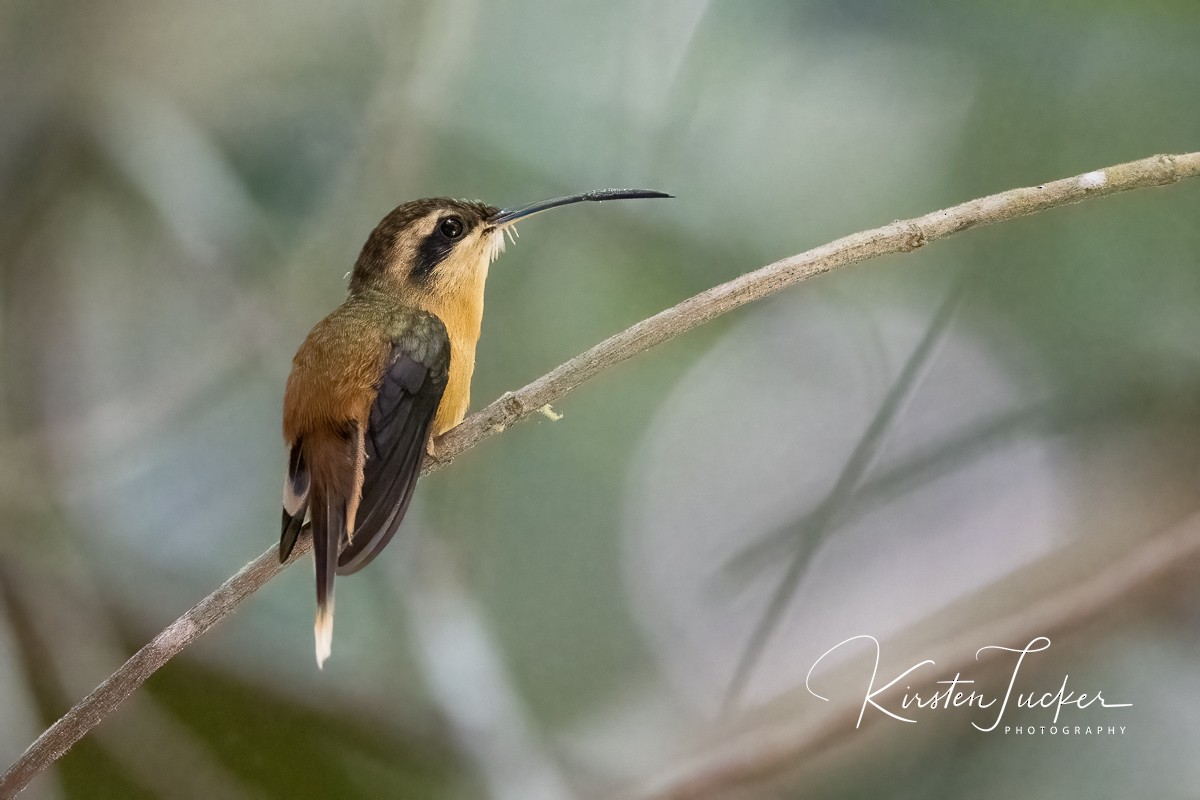 Hook-billed Hermit - ML437914191