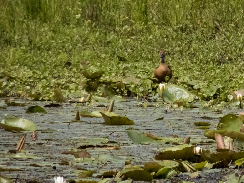 Fulvous Whistling-Duck - Mary Lou Dickson