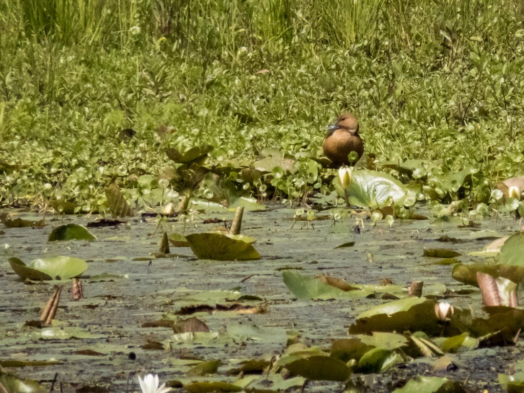 Fulvous Whistling-Duck - ML437914921