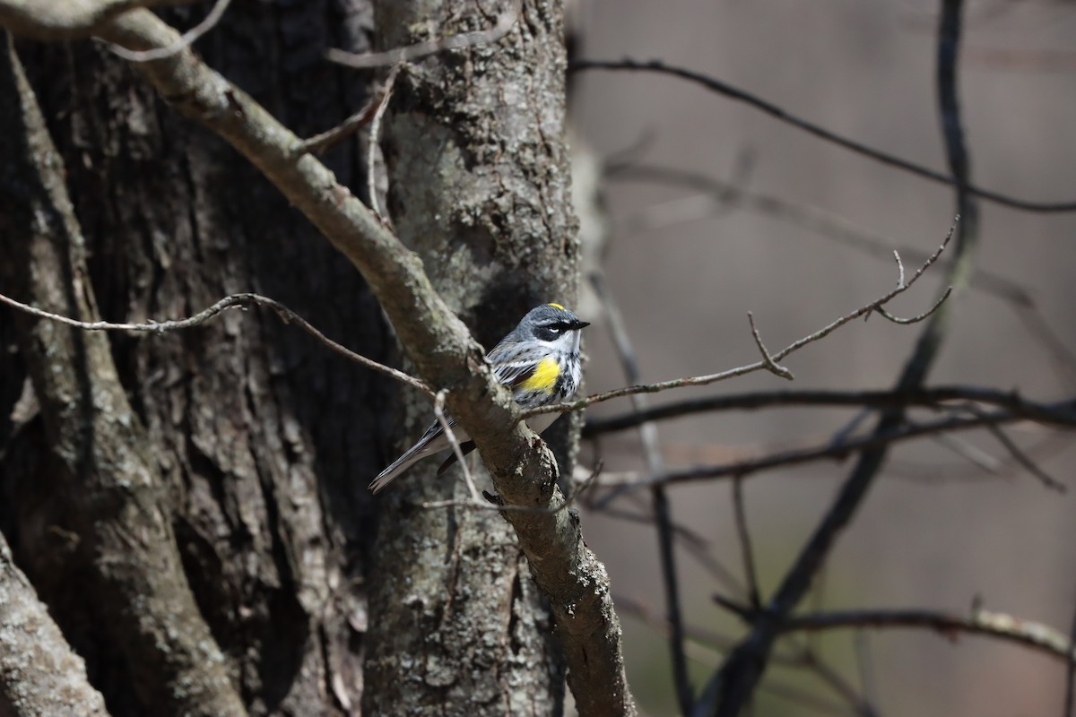 Yellow-rumped Warbler - ML437915601