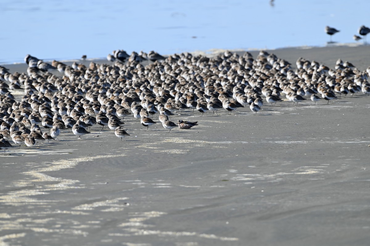 Red Phalarope - ML437917271