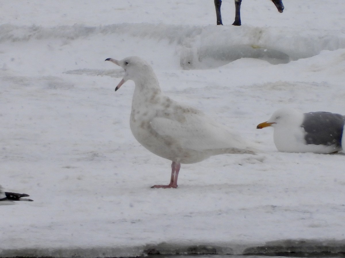 Glaucous Gull - ML437921761